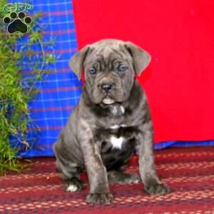 Sweets, Cane Corso Puppy
