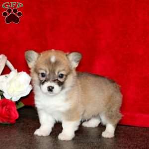 Sweets, Pembroke Welsh Corgi Puppy