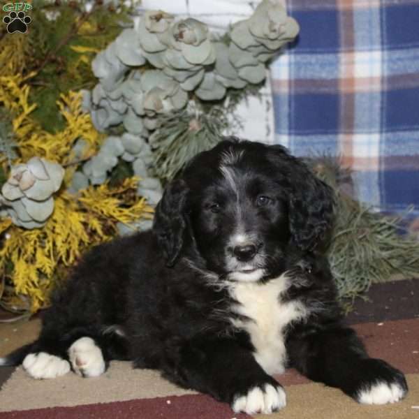 Sydney, Bernedoodle Puppy