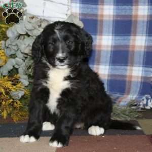 Sydney, Bernedoodle Puppy