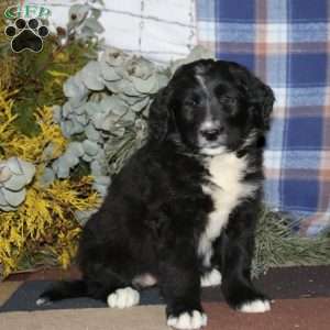 Sydney, Bernedoodle Puppy