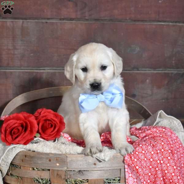 Sylvester, English Cream Golden Retriever Puppy