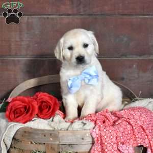 Sylvester, English Cream Golden Retriever Puppy