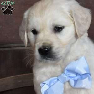 Sylvester, English Cream Golden Retriever Puppy