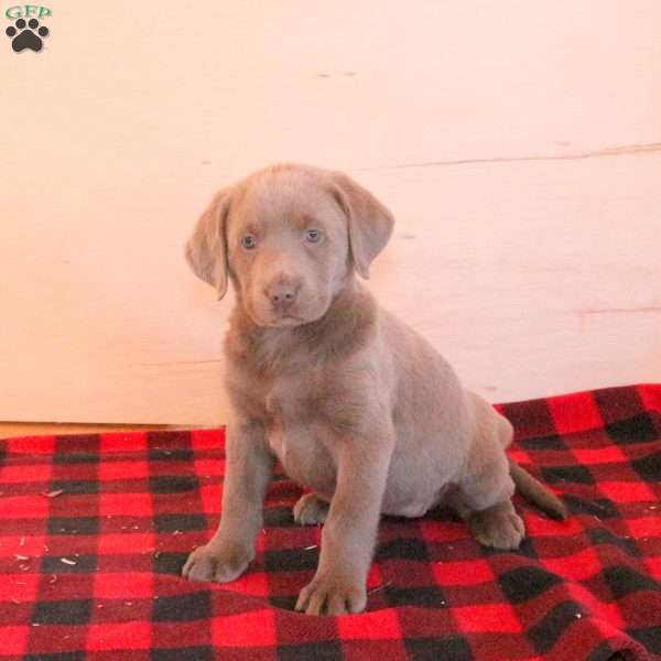 Tabbie, Silver Labrador Retriever Puppy
