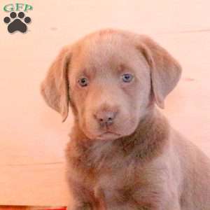 Tabbie, Silver Labrador Retriever Puppy