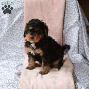 Tabitha, Bernedoodle Puppy