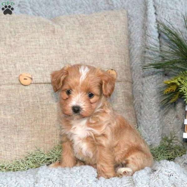 Taffy, Maltipoo Puppy