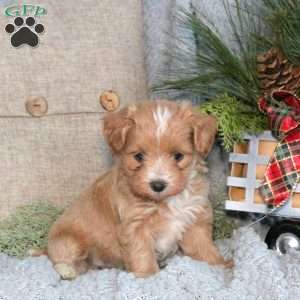 Taffy, Maltipoo Puppy