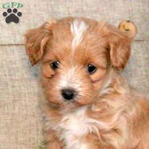 Taffy, Maltipoo Puppy