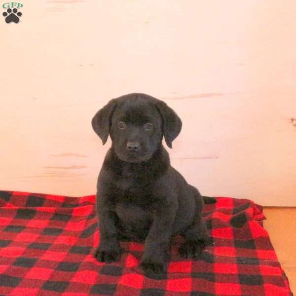 Talbot, Black Labrador Retriever Puppy