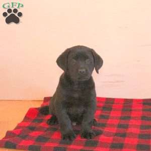 Talbot, Black Labrador Retriever Puppy
