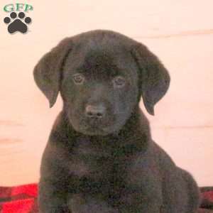 Talbot, Black Labrador Retriever Puppy