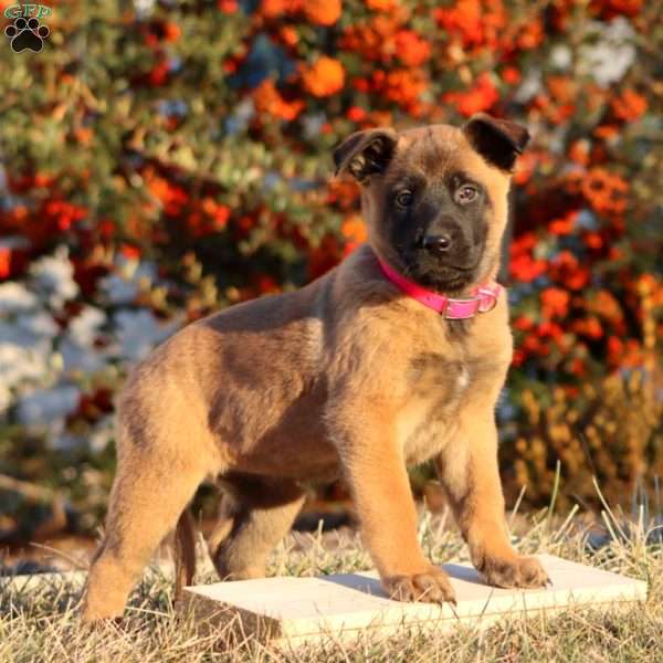 Tammy, Belgian Malinois Puppy