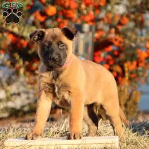 Tammy, Belgian Malinois Puppy
