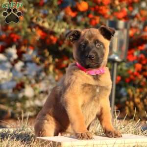 Tammy, Belgian Malinois Puppy