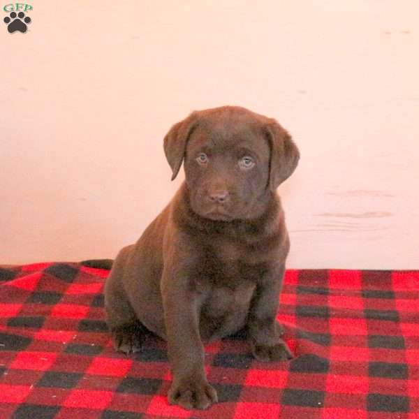 Tango, Chocolate Labrador Retriever Puppy