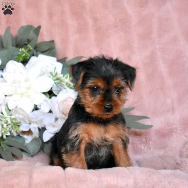 Tango, Yorkie Puppy
