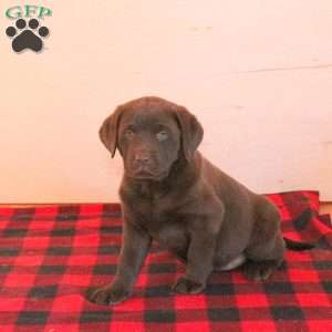 Tango, Chocolate Labrador Retriever Puppy