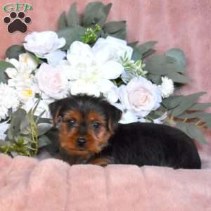 Tango, Yorkie Puppy