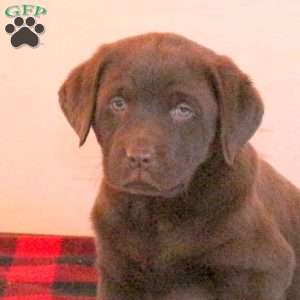 Tango, Chocolate Labrador Retriever Puppy