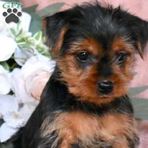 Tango, Yorkie Puppy