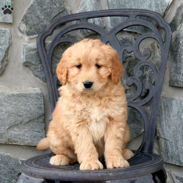 Tank, Mini Goldendoodle Puppy