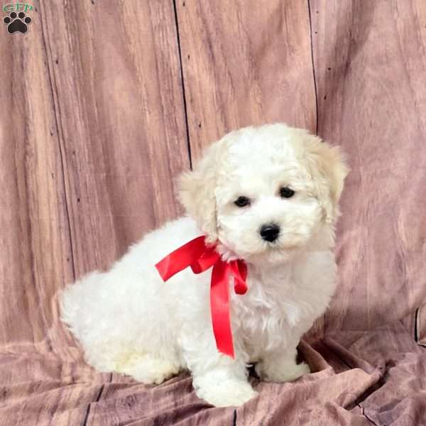 Tank, Bich-Poo Puppy