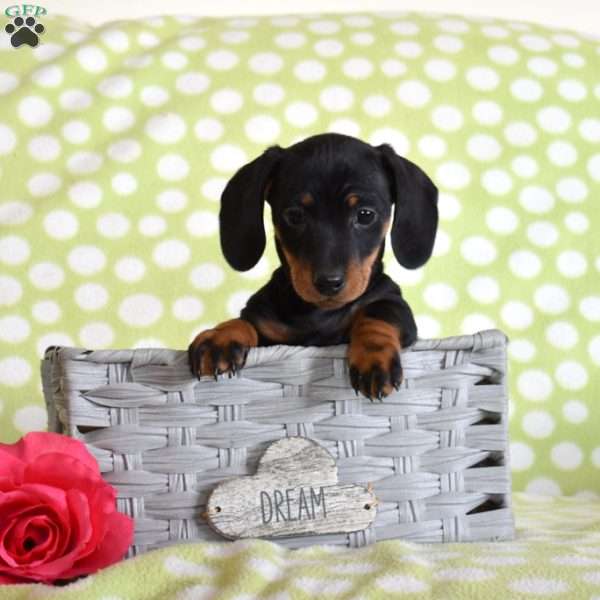 Tank, Dachshund Puppy