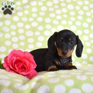 Tank, Dachshund Puppy