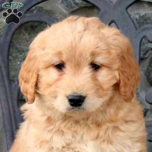 Tank, Mini Goldendoodle Puppy