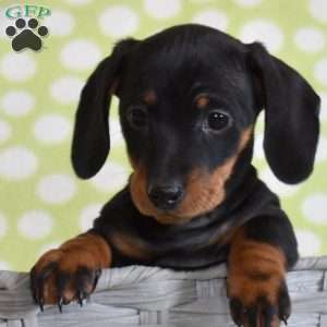 Tank, Dachshund Puppy