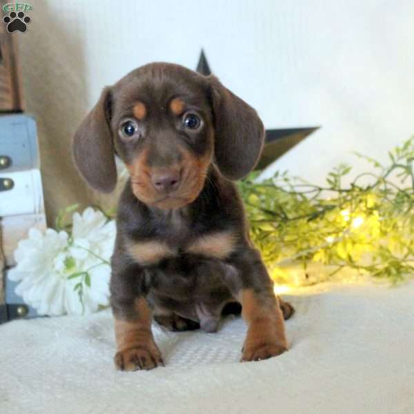 Tanner, Dachshund Puppy