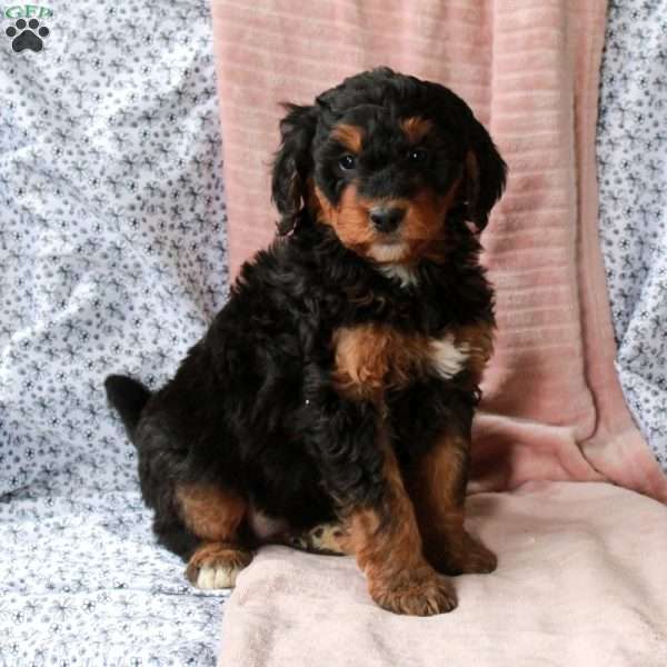 Tara, Bernedoodle Puppy