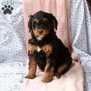 Tara, Bernedoodle Puppy