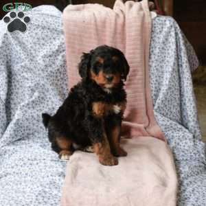 Tara, Bernedoodle Puppy