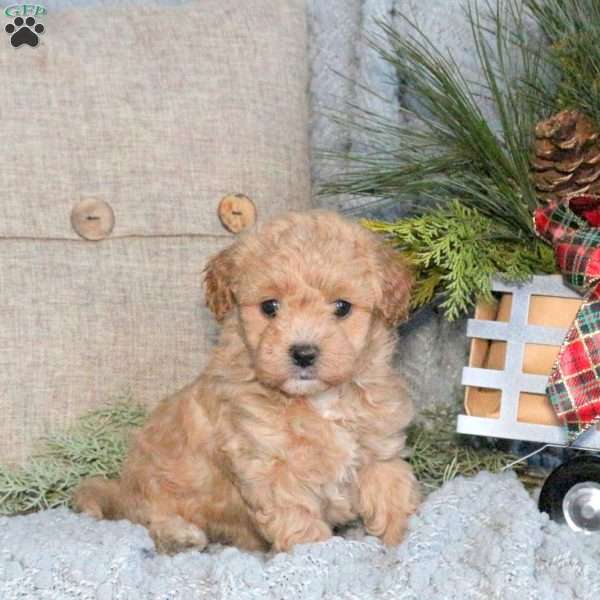 Tasha, Maltipoo Puppy