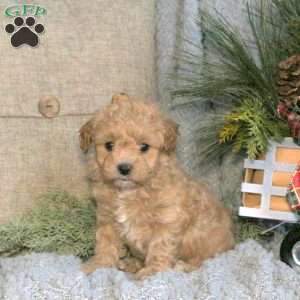 Tasha, Maltipoo Puppy