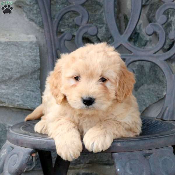 Tate, Mini Goldendoodle Puppy