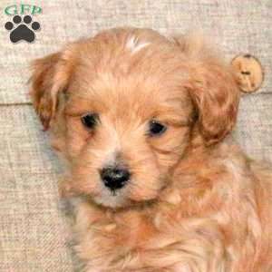 Tater, Maltipoo Puppy