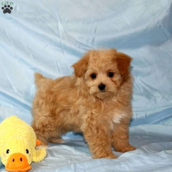 Tater, Maltipoo Puppy