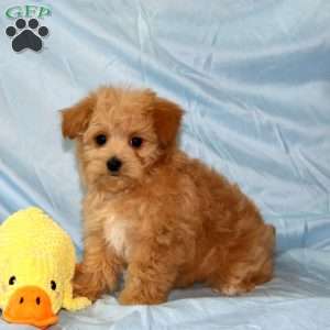 Tater, Maltipoo Puppy