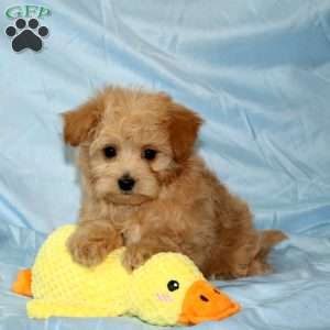 Tater, Maltipoo Puppy