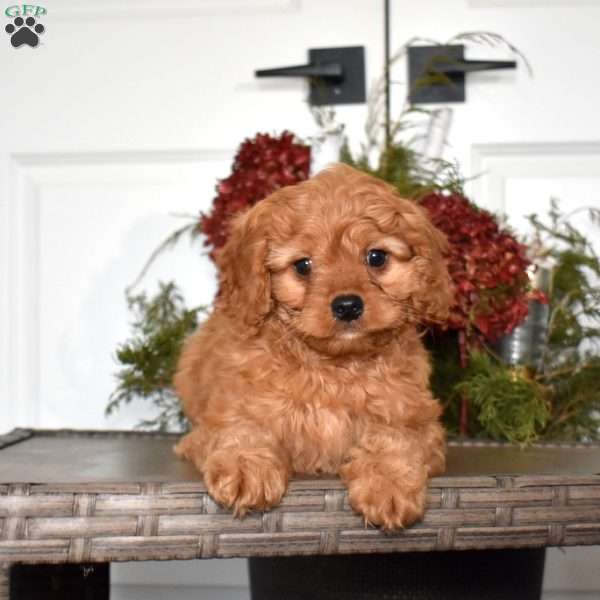 Teddy, Cavapoo Puppy