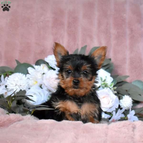 Teddy, Yorkie Puppy