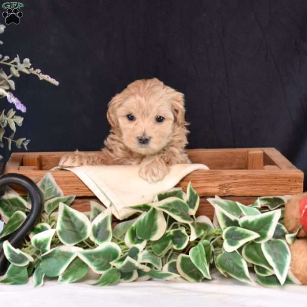 Teddy, Maltipoo Puppy
