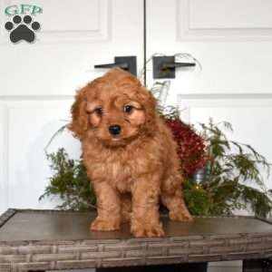 Teddy, Cavapoo Puppy