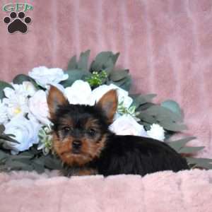 Teddy, Yorkie Puppy