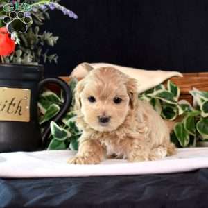 Teddy, Maltipoo Puppy