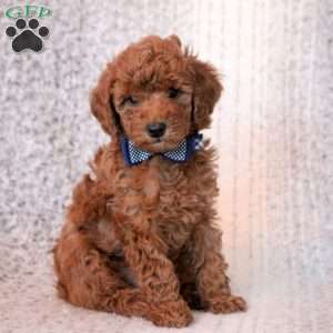 Teddy, Toy Poodle Puppy